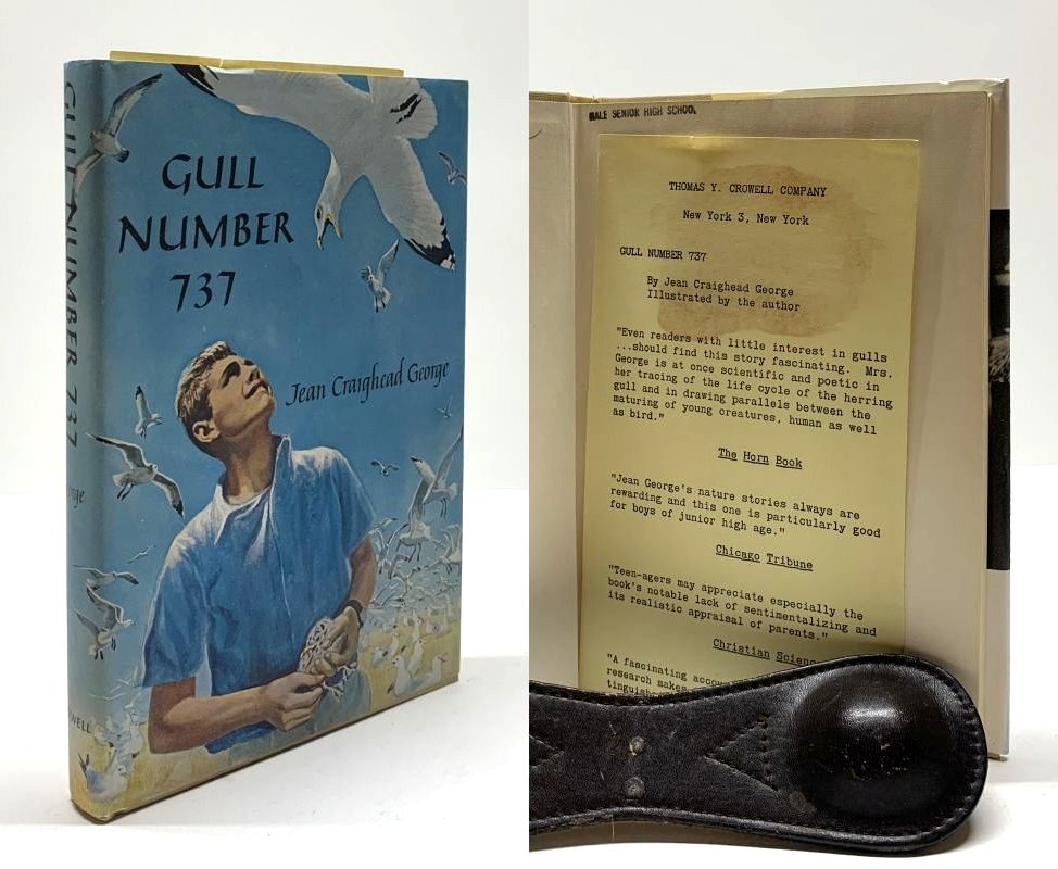 Gull Number 737